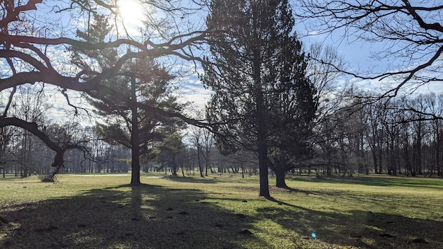 paisaje con hierba verde y árboles en el parque de la ciudad bajo el cielo azul