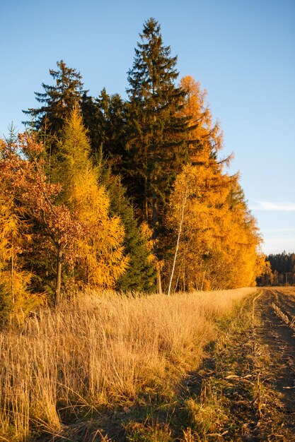 paisaje con hojas de otoño en el bosque