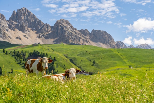 Paisaje idílico con animales en campo de pasto