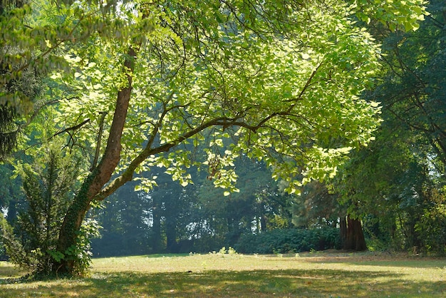 el paisaje idílico del parque