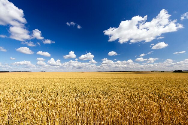 Foto paisaje iluminado por el sol con una gran cosecha de cereales maduros y marchitos