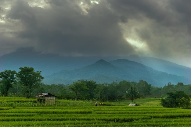 Paisaje indonesio de la mañana en campos de arroz verdes