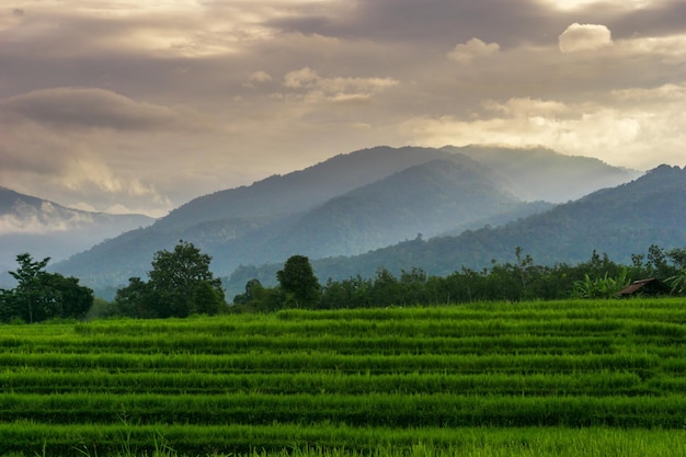 Paisaje indonesio de la mañana en campos de arroz verdes