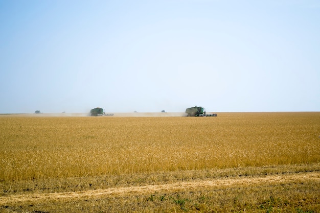 Paisaje industrial agroindustrial con cosechadoras recogiendo heno en un campo de violación en un sunn