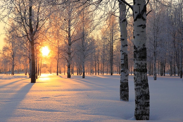 Paisaje invernal con abedules blancos y el sol a través de los árboles.