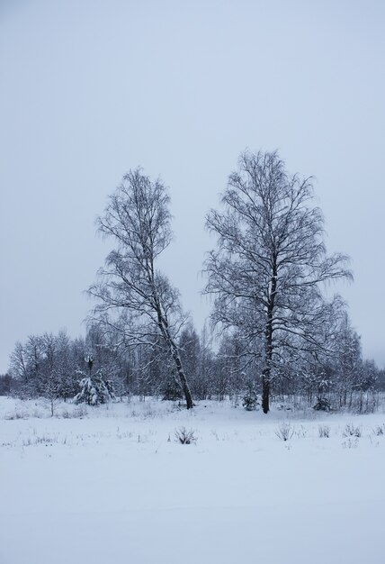 Paisaje invernal con abedules cubiertos de nieve.