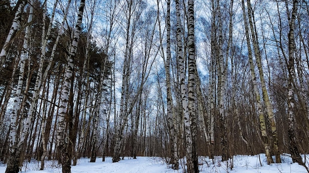 Paisaje invernal con abedules nevados en el parque