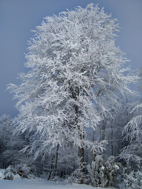 Paisaje invernal con abetos cubiertos de nieve en primer plano