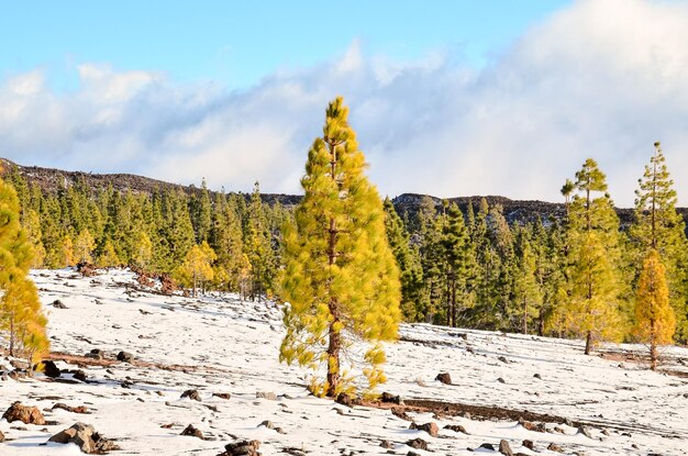 Paisaje Invernal en la Alta Cordillera