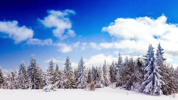 Paisaje invernal con altos abetos y nieve en las montañas