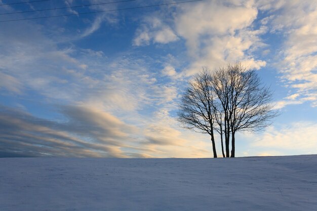 Paisaje invernal con un árbol aislado sobre un cielo azul Alpes italianos