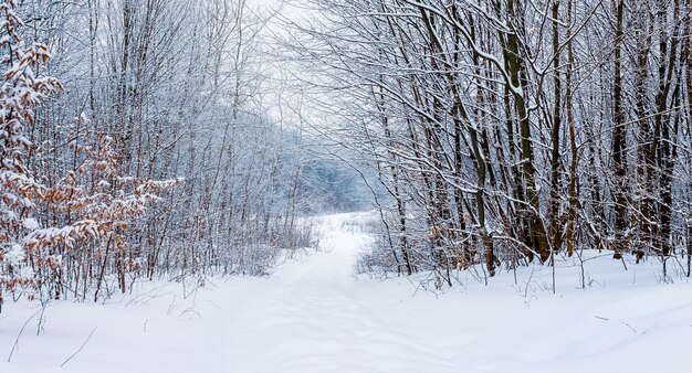 Paisaje invernal con árboles cubiertos de nieve y camino en el bosque