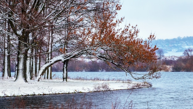Paisaje invernal con árboles cubiertos de nieve cerca del río.