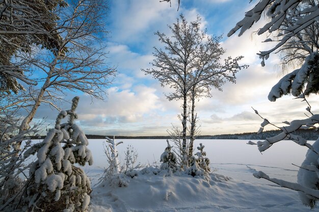 Paisaje invernal con árboles cubiertos de nieve en la orilla de un lago congelado.