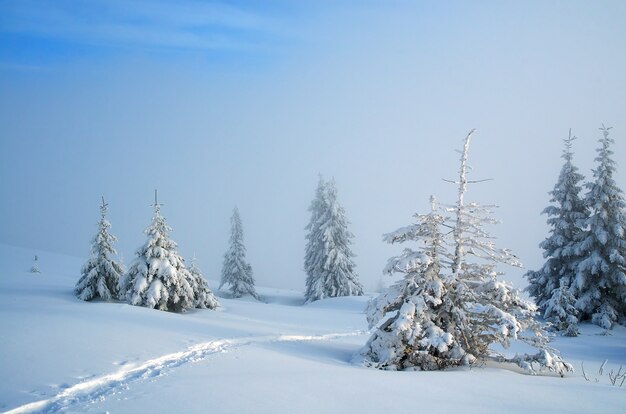 Paisaje invernal con árboles cubiertos de nieve.