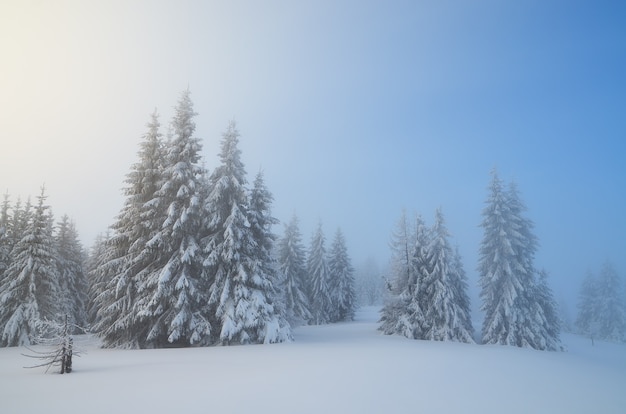 Paisaje invernal con árboles cubiertos de nieve.