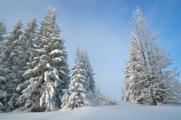 Paisaje invernal con árboles cubiertos de nieve.