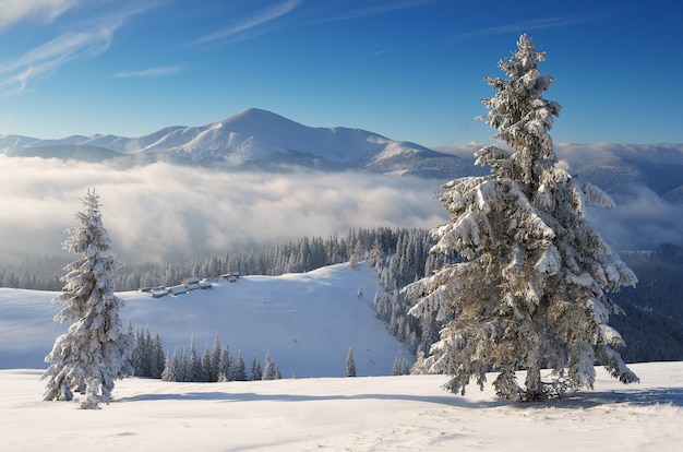 Paisaje invernal con árboles cubiertos de nieve.