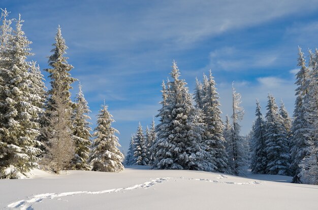 Paisaje invernal con árboles cubiertos de nieve.