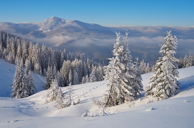 Paisaje invernal con árboles cubiertos de nieve.