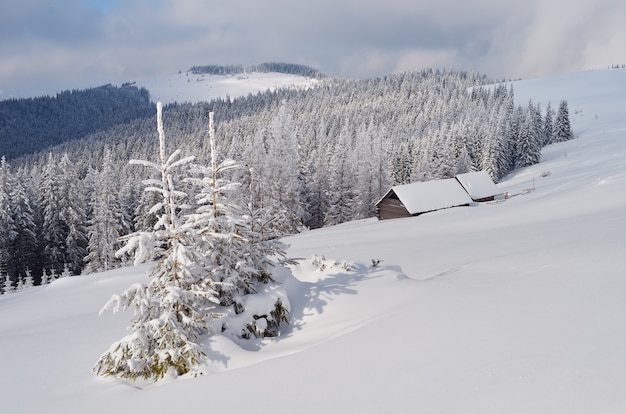 Paisaje invernal con árboles cubiertos de nieve.