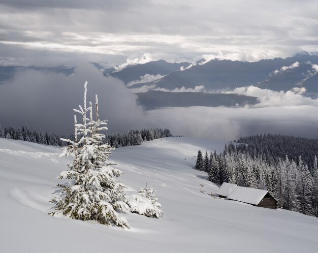 Paisaje invernal con árboles cubiertos de nieve.