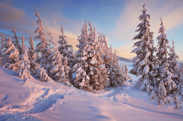 Paisaje invernal con árboles cubiertos de nieve.