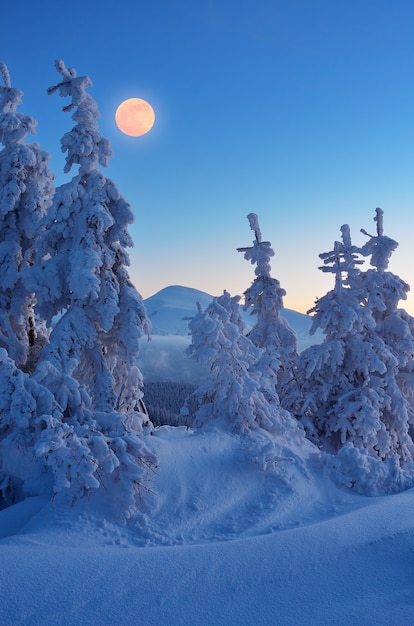 Paisaje invernal con árboles cubiertos de nieve.