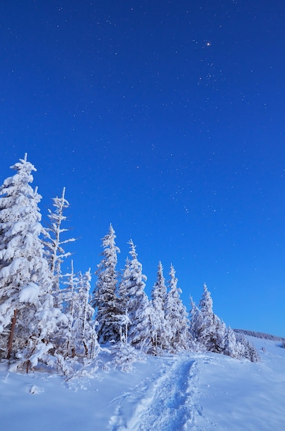 Paisaje invernal con árboles cubiertos de nieve.