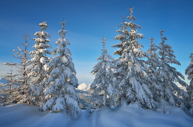 Paisaje invernal con árboles cubiertos de nieve.