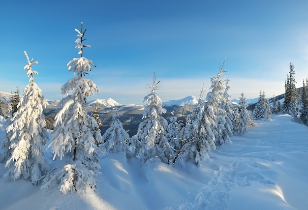 Paisaje invernal con árboles cubiertos de nieve.