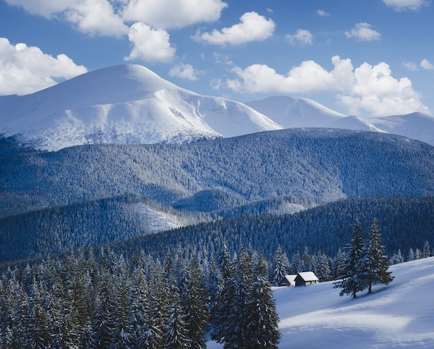 Paisaje invernal con árboles cubiertos de nieve.