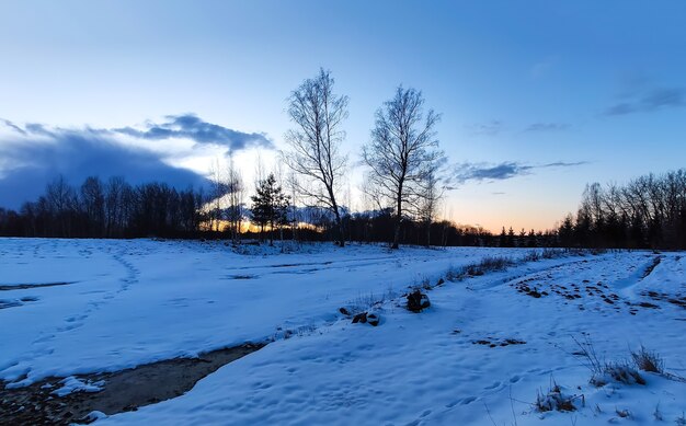 Paisaje invernal con árboles forestales y campo cubierto de nieve.