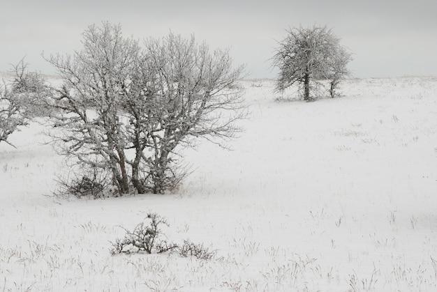 Paisaje invernal con árboles helados.