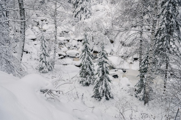 Paisaje invernal con árboles justos bajo la nieve.