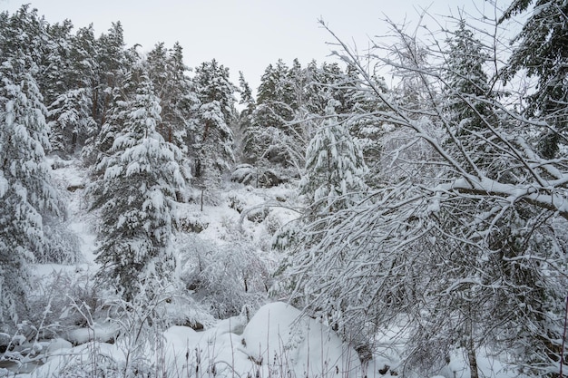 Paisaje invernal con árboles justos bajo la nieve.