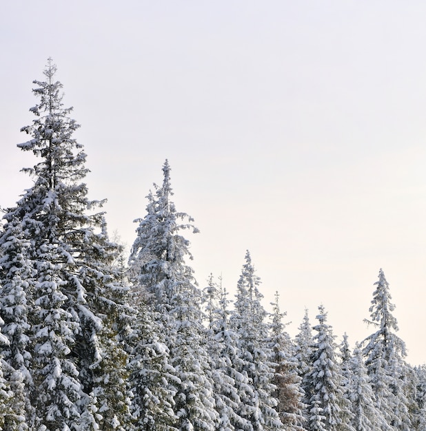 Paisaje invernal con árboles nevados