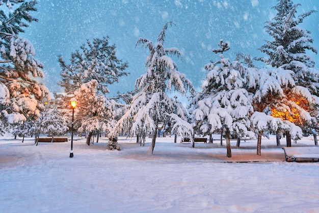 Paisaje invernal con árboles en el parque cubierto de nieve