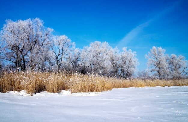 Paisaje invernal con árboles y río congelado.