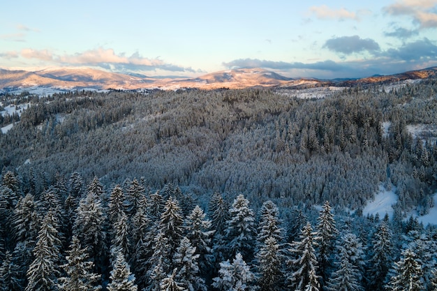 Paisaje invernal con árboles de spruse de bosque cubierto de nieve en montañas frías.