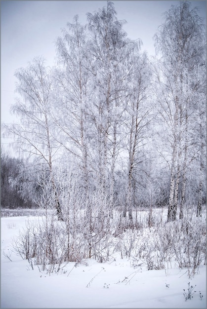 Paisaje invernal con bosque de abedules cubierto de nieve