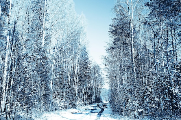 paisaje invernal en el bosque / clima nevado en enero, hermoso paisaje en el bosque nevado, un viaje al norte