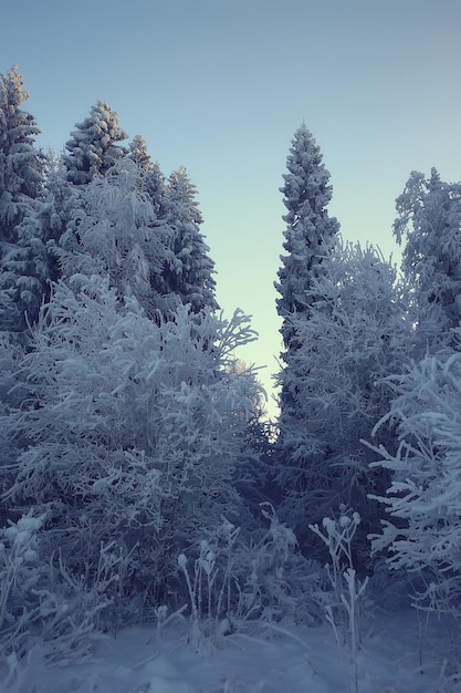 paisaje invernal en el bosque / clima nevado en enero, hermoso paisaje en el bosque nevado, un viaje al norte