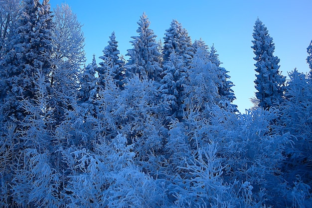 paisaje invernal en el bosque / clima nevado en enero, hermoso paisaje en el bosque nevado, un viaje al norte