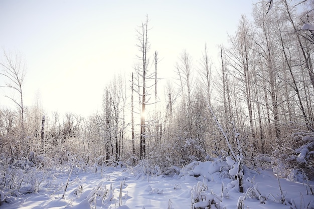 paisaje invernal en el bosque / clima nevado en enero, hermoso paisaje en el bosque nevado, un viaje al norte