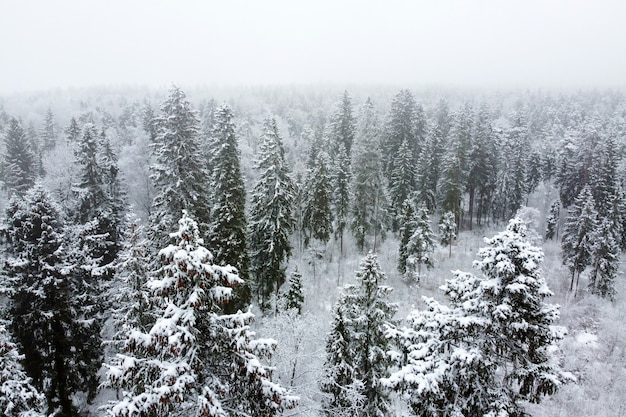 Paisaje invernal con bosque de coníferas cubierto de nieve blanca y árboles de hoja perenne nevados vista aérea