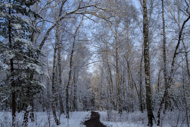 Paisaje invernal con bosque nevado y árboles cubiertos de escarcha. Clima.