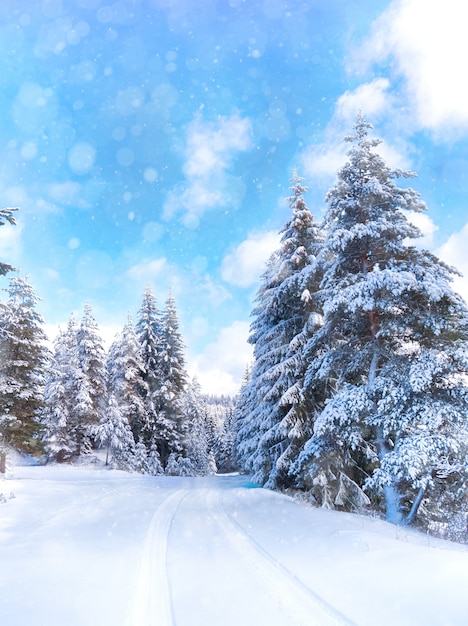 Paisaje invernal con bosque nevado y carretera. Mundo de nieve Montañas Ródope, Bulgaria