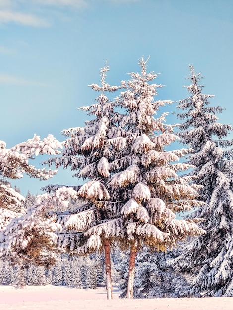 Paisaje invernal con bosque nevado Montañas Ródope Bulgaria