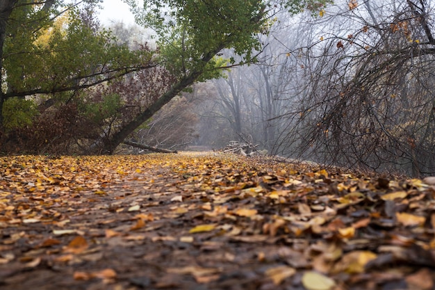 Paisaje invernal en el bosque con niebla.